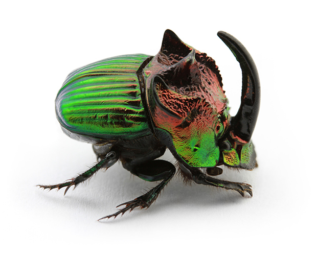 Rainbow-dung-beetle - Feature Shoot