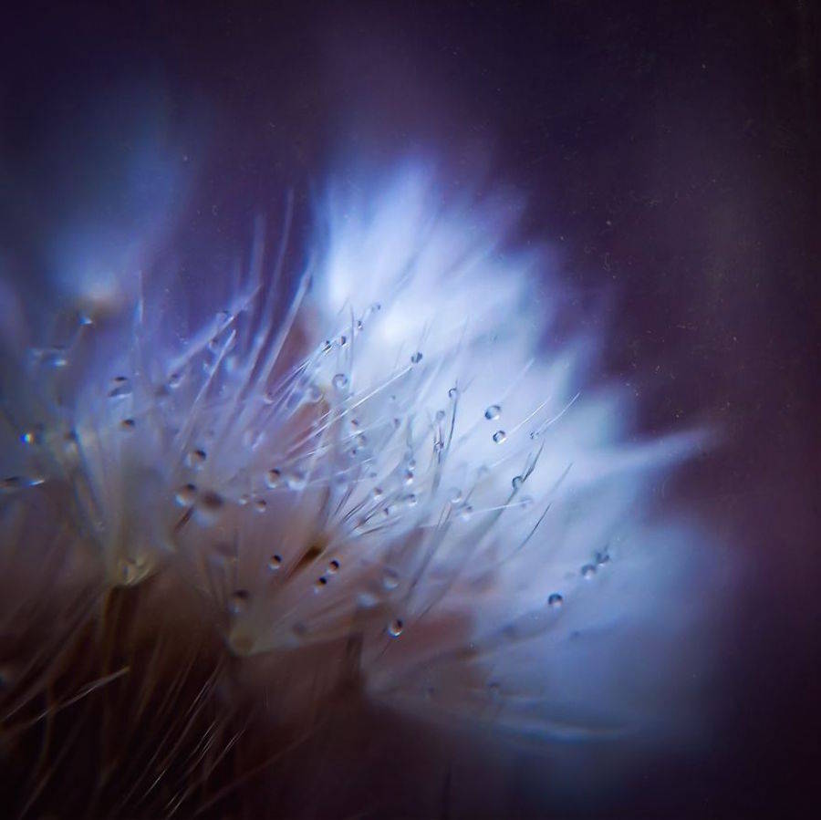 Beautiful Photos Of Dandelion Dewdrops Prove You Can Find