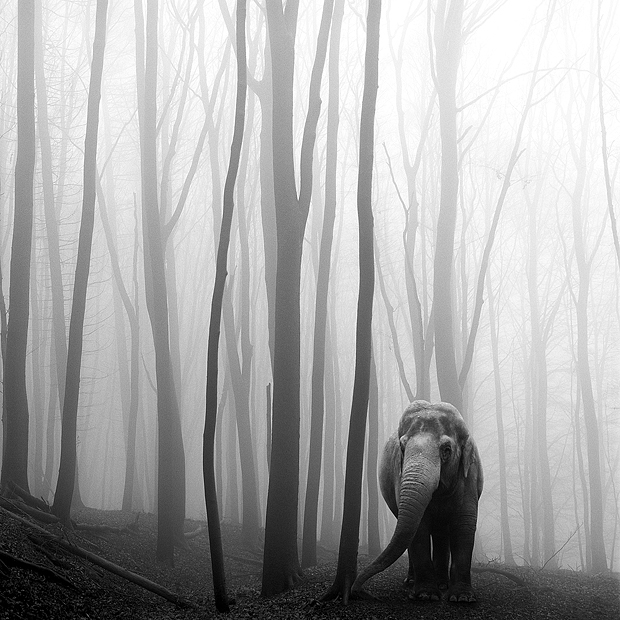 A Dark And Majestic Fairy Tale Of Animals Lost In The Forest Mist