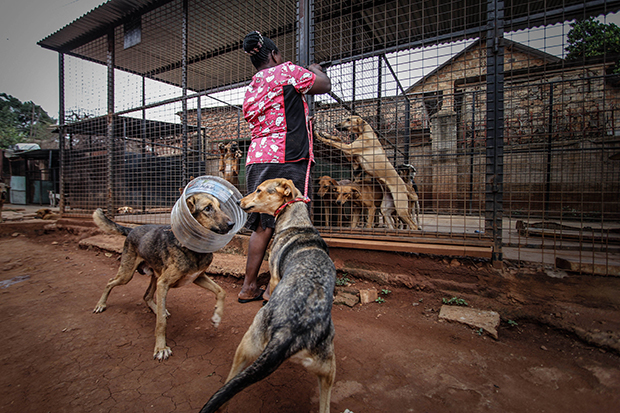 A Tale of Kindness and Courage in a Ugandan Animal Shelter - Feature Shoot