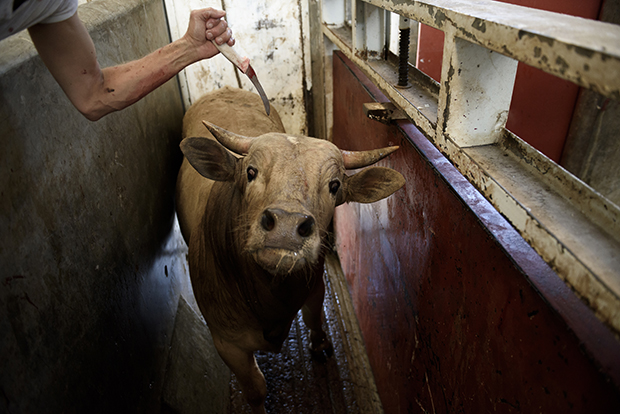 Как найти slaughterhouse в гд