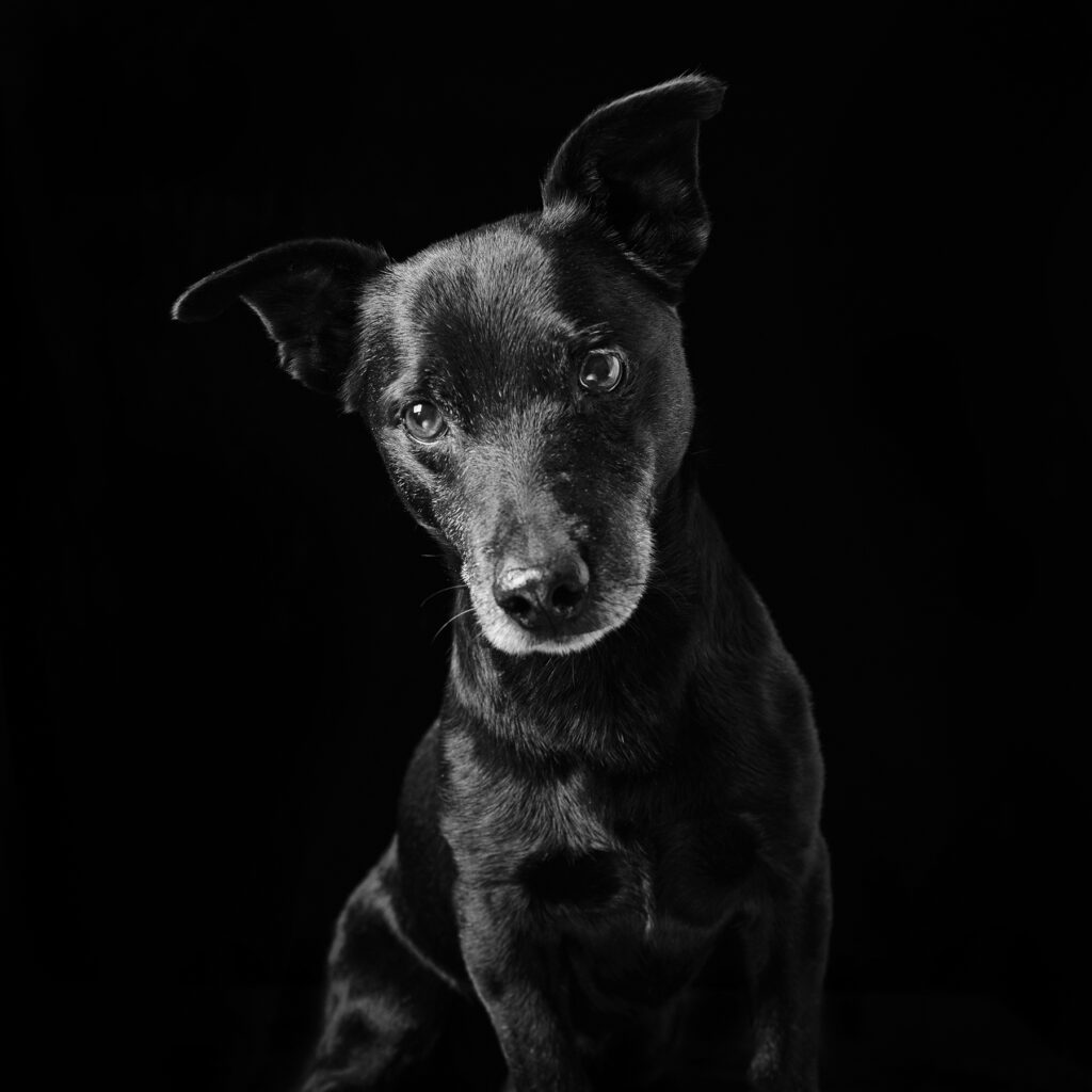 Overlooked Black Rescue Dogs Shine in Emotional Portraits - Feature Shoot