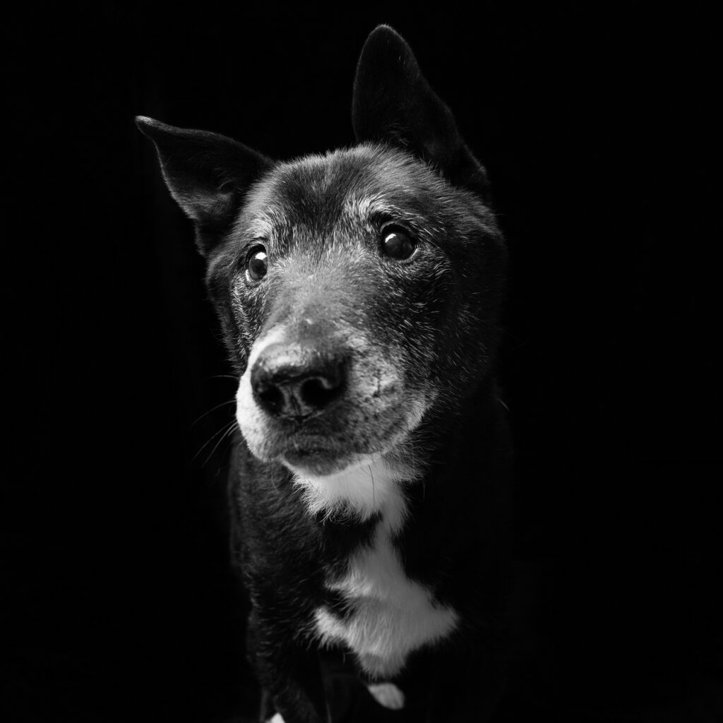 Overlooked Black Rescue Dogs Shine in Emotional Portraits - Feature Shoot