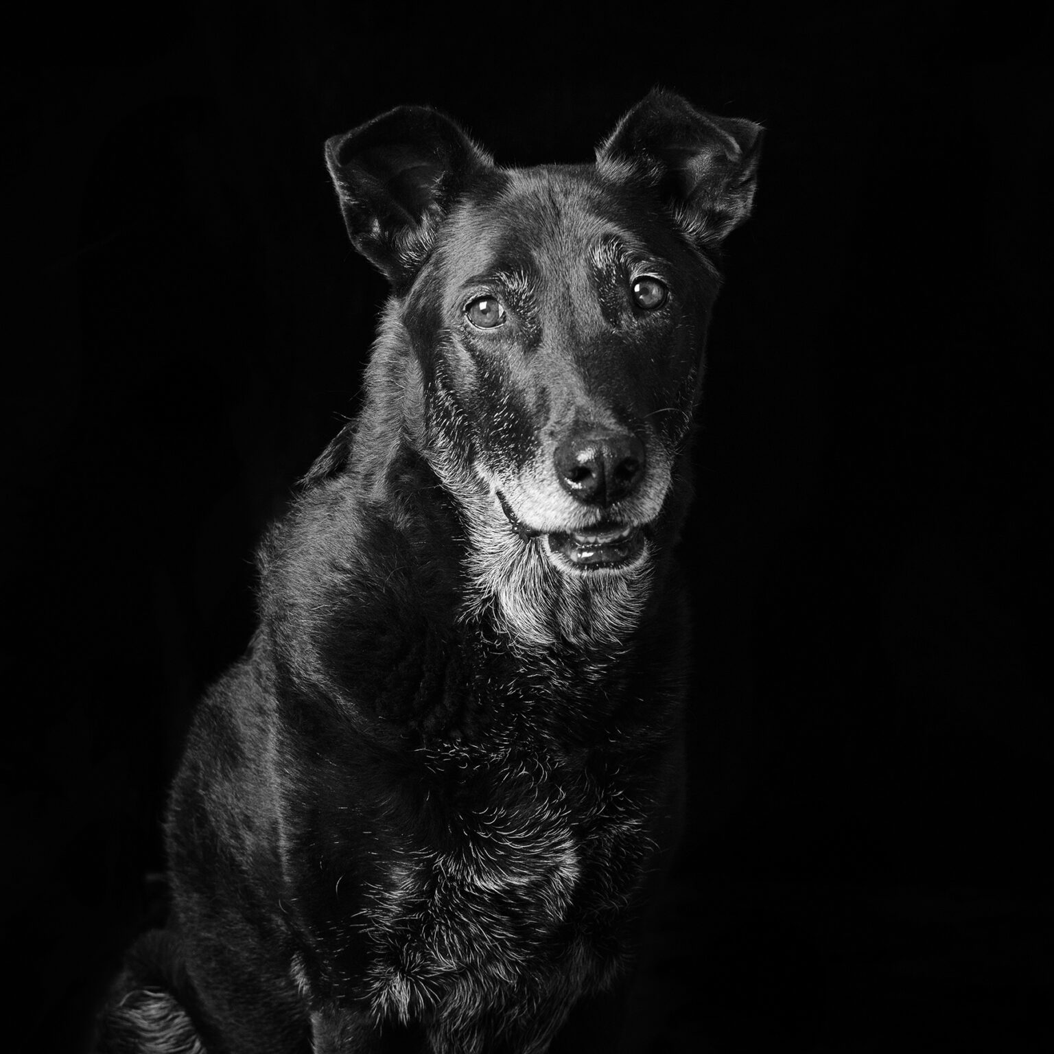 Overlooked Black Rescue Dogs Shine in Emotional Portraits - Feature Shoot