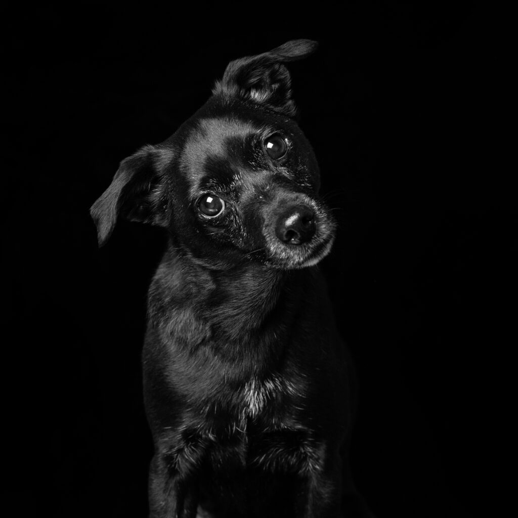 Overlooked Black Rescue Dogs Shine in Emotional Portraits - Feature Shoot