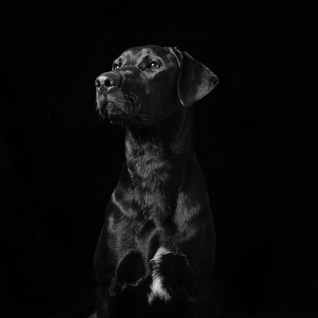 Overlooked Black Rescue Dogs Shine in Emotional Portraits - Feature Shoot