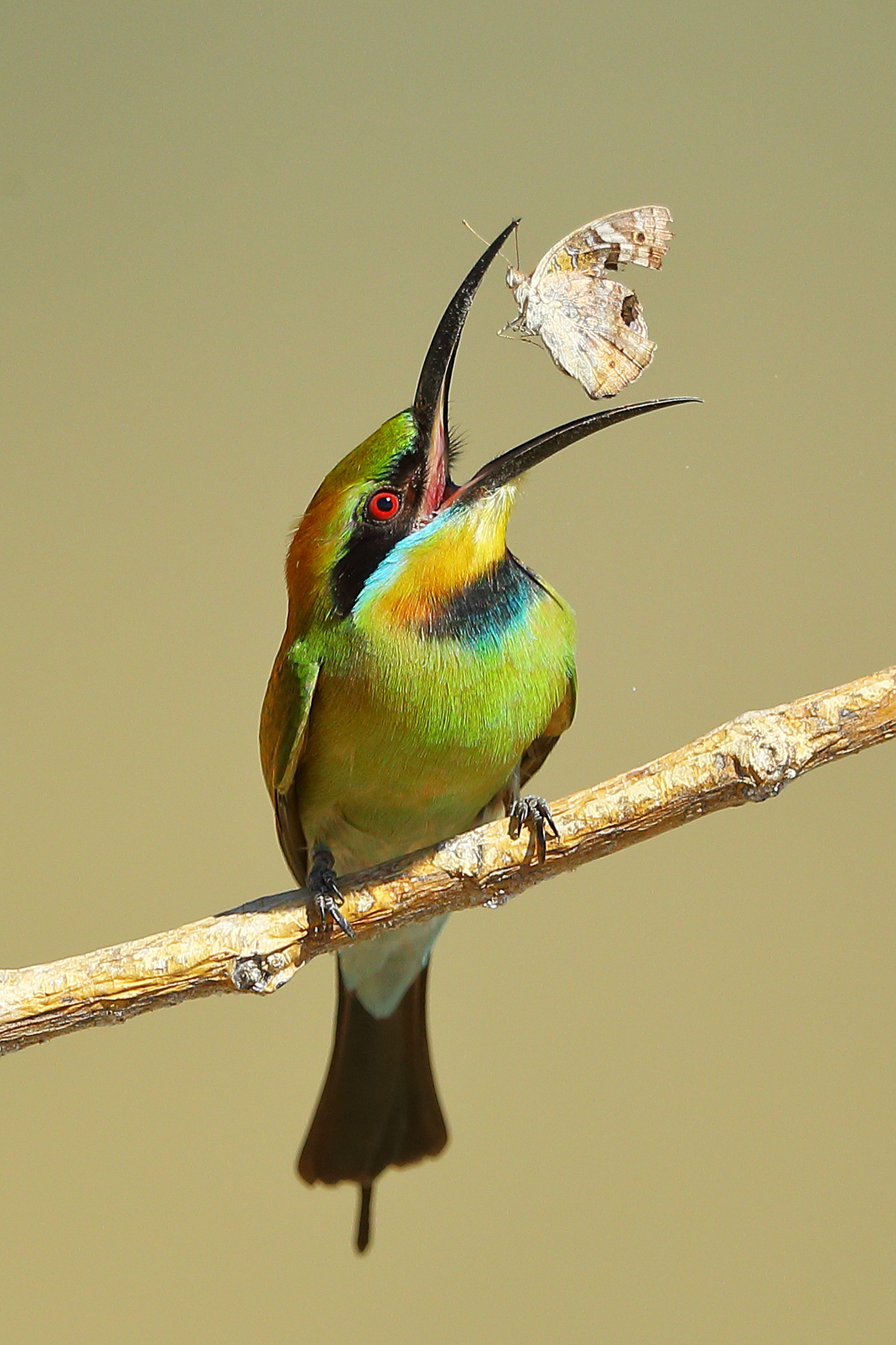 bird-behaviour-feature-shoot