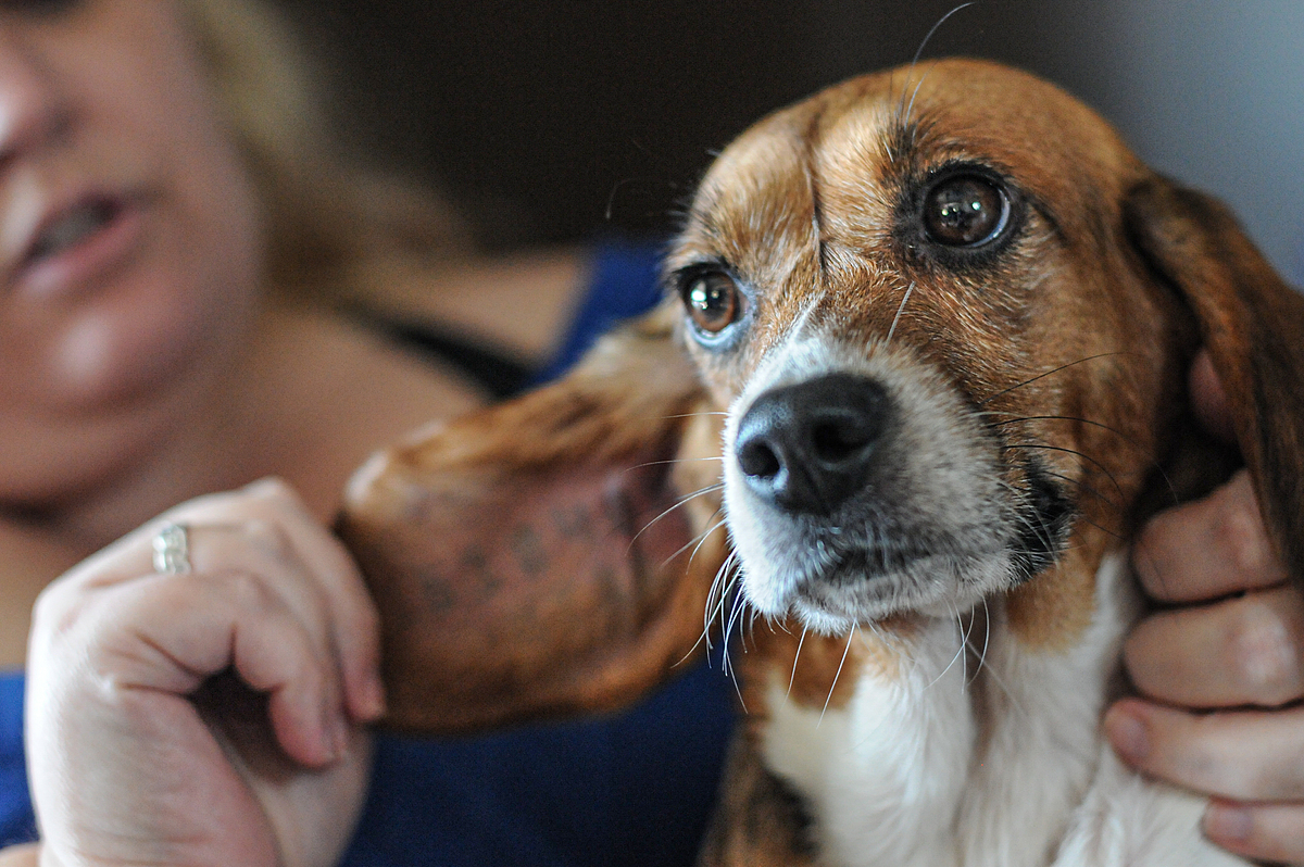 The Bittersweet Story of Abbey, a Beagle Rescued from Research