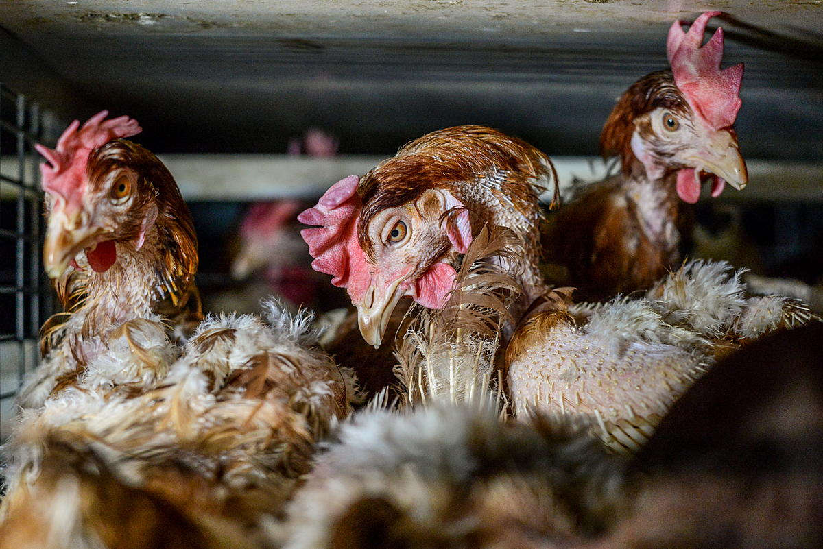 A Rare Peek into the Lives of Factory Farmed Hens | LaptrinhX / News