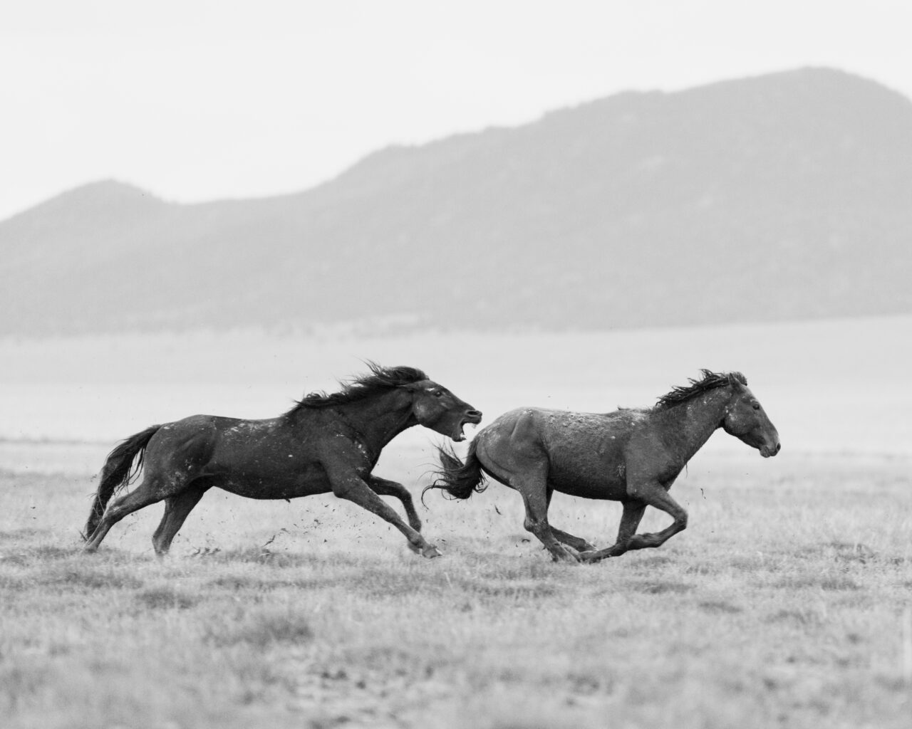 an-nft-collection-gives-voice-to-america-s-wild-horses-feature-shoot