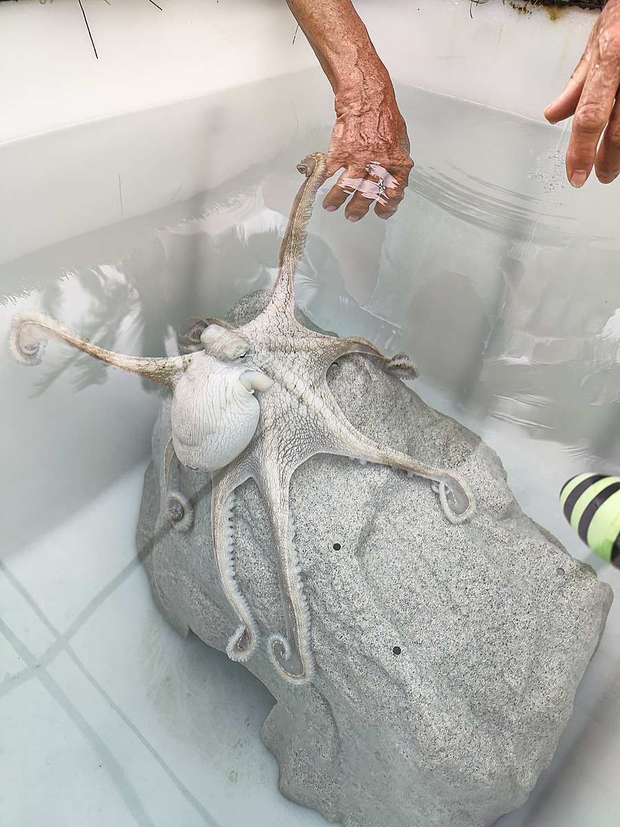 The Looming Threat Of Octopus Factory Farming